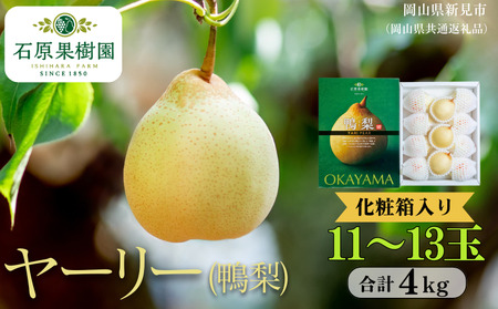 ヤーリー (鴨梨) 11～13玉 約4kg 化粧箱【先行予約 2025年11月中旬から順次発送】