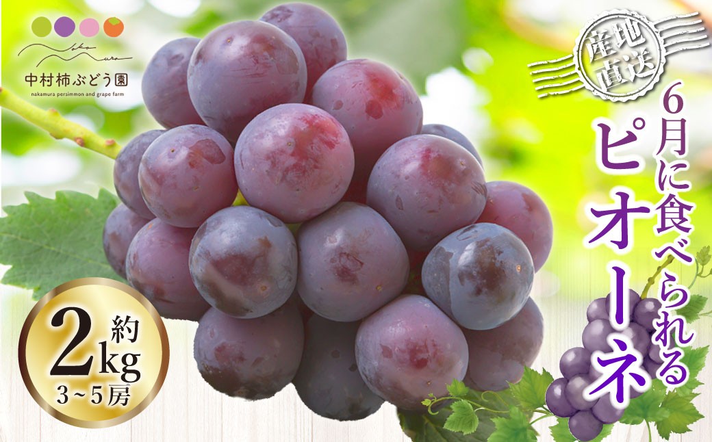 
            【先行予約】中村柿ぶどう園 6月に食べられるぶどうピオーネ 3房から5房 （約2kg） 【2026年6月上旬～6月下旬より順次発送予定】 葡萄 ぶどう ブドウ ピオーネ 果物 くだもの フルーツ 果実 福岡県 うきは市 冷蔵
          