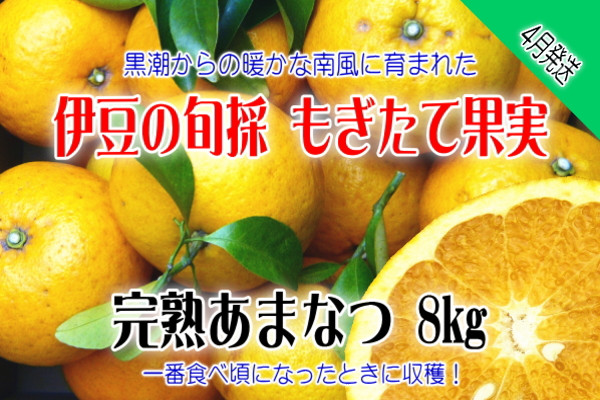 
もぎたて果実　あまなつ　8kg　A023／収穫体験農園ふたつぼり　柑橘　フルーツ　静岡県　東伊豆町
