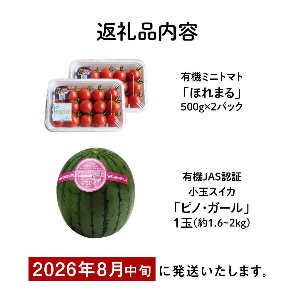 【2026年8月中旬より発送】有機JAS認定！小玉スイカ１玉＆有機ミニトマト500ｇ×2【かねこ農園】 小玉西瓜 ピノガール トマト 有機 野菜 北海道ふるさと納税