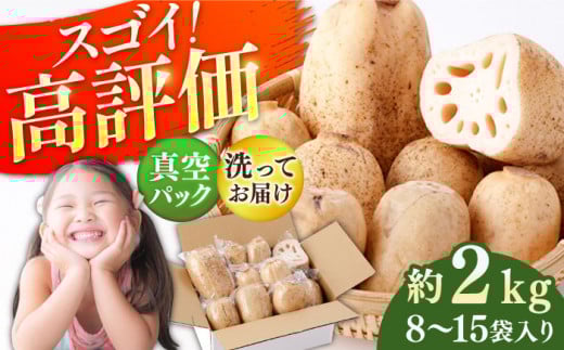 【先行予約】【真空パック】リピーター続々！ 洗いれんこん 約2kg（8～15袋入り）【和泉農園】 [ICE001]