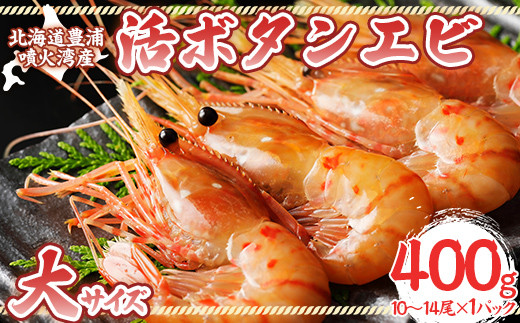活ボタンエビ 大サイズ 400g（10～14尾）×1パック 北海道 噴火湾産【2026年9月以降順次発送】 エビ えび 海老 海産物 新鮮 海鮮 牡丹エビ 牡丹海老 刺身 海鮮 海産   食べ物 冷蔵 北海道 豊浦町