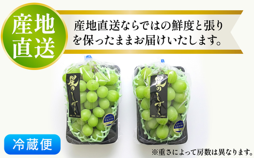 茨城県常総市産 シャインマスカット 約3kg｜ぶどう ブドウ 葡萄 果物 フルーツ 贈り ※2026年8月中旬～9月中旬頃に順次発送予定