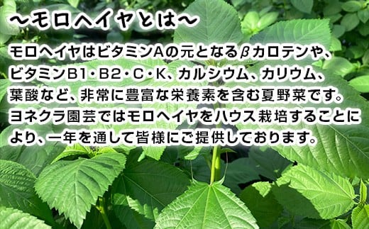 自然豊かな佐賀県唐津市でハウス栽培された、栄養満点モロヘイヤです。