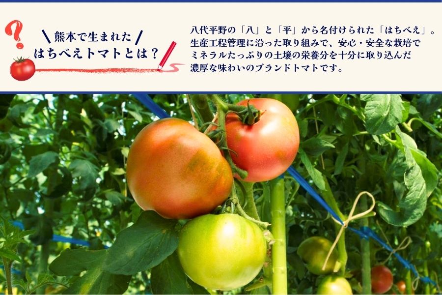 熊本県産はちべえトマトを使ったハッシュドビーフ 1袋(170g) 合計6食入り トマトピューレ トマト とまと 簡単 時短 洋食 惣菜 ギフト 冷凍 人気 ハッシュドビーフ ANA エイエヌエー 八代