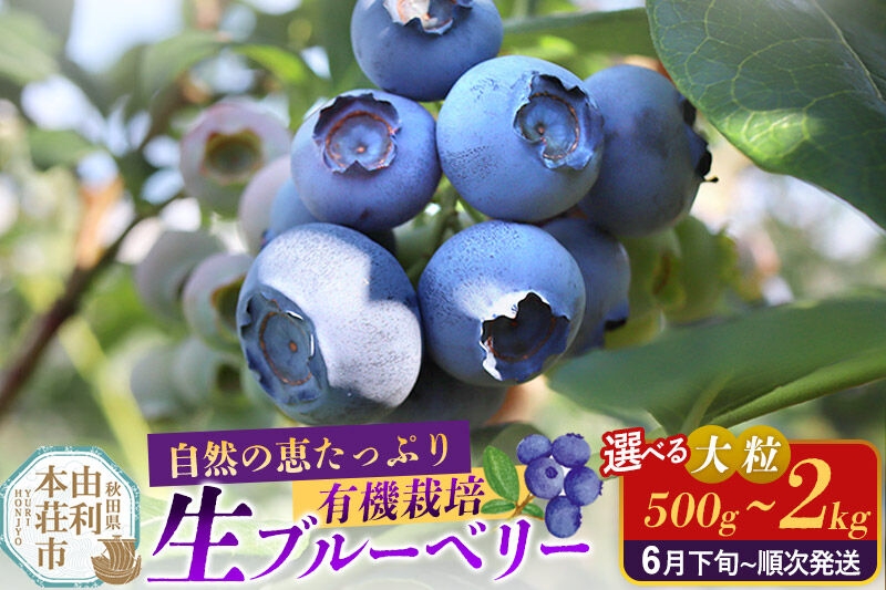 
                  《先行受付》田口農園 秋田県産 大粒 ブルーベリー 生【選べる内容量 500g～2kg】【6月下旬から順次発送】 [ブルーベリー 有機栽培 生 新鮮 安心 安全 大粒 甘い あまい おいしい 美味い 秋田県 由利本荘市 田口農園]
                