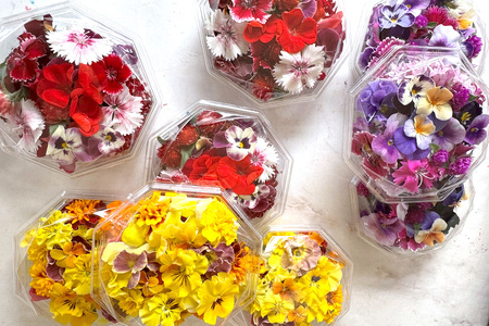 農家直送！加藤さんちのエディブルフラワー 5パック (1パックあたり季節のお花15輪から30輪)｜食用 花 お花 野菜 トッピング 付け合わせ [0764]