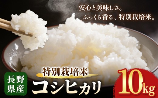 木島平産 特別栽培米 コシヒカリ 約10kg | 米 こしひかり コシヒカリ 定番 品種 特別栽培 寒暖差 木島平村 長野県 信州 コシヒカリ 特別栽培米