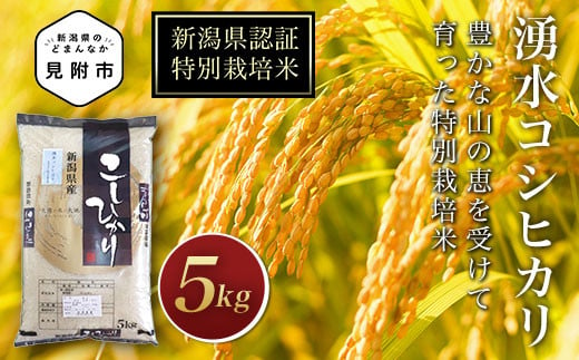 新潟 特別栽培米 令和5年産 コシヒカリ 「湧水コシヒカリ」 精米 5kg 送料無料 県認証米 おいしい 白米 安心安全