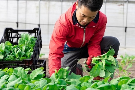 京丹波 旬菜セット レギュラー 9～11品目≪ 野菜 詰め合わせ  野菜  野菜セット 野菜  旬 野菜  京都府 野菜 京丹波 野菜  丹波 野菜 ≫  [012KK002]