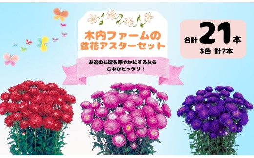 【先行予約】奥信濃飯山～木内ファームの盆花アスターセット～【期間限定】（7-A34）