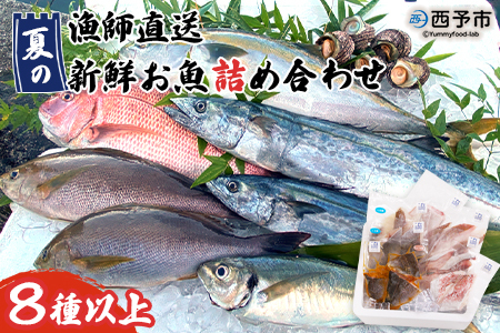漁師直送　夏の新鮮お魚詰め合わせ（愛媛県西予市明浜産）