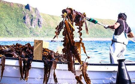 【羅臼昆布】天神さん家の知床羅臼<天然>二等昆布(2枚入) 生産者 支援 応援