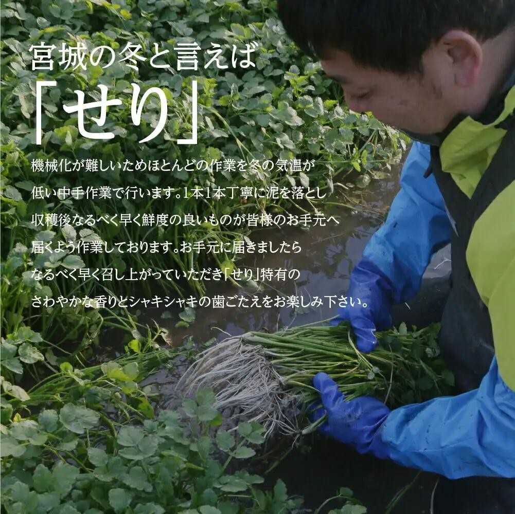 【期間限定】根が魅力の仙台龍神せり鍋出汁セット（セリ鍋用出汁・スープ付）(400ｇ)3～4人前