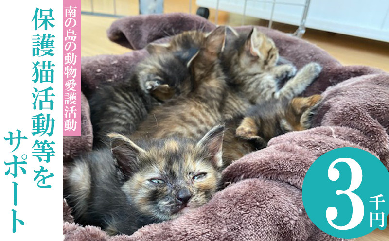 
【南の島の動物愛護活動】保護猫活動等をサポート（3千円）
