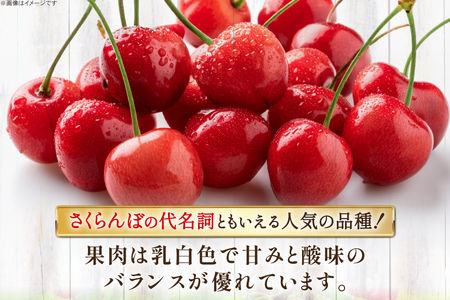 【期間限定発送】 さくらんぼ 置賜産 佐藤錦 特秀 L～3L 500g [JA山形おきたま 山形県 高畠町 tk06ays870050]