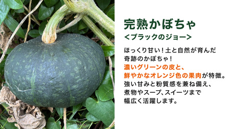 【 訳アリ 】完熟かぼちゃ ブラックのジョー 10kg（6～8玉）