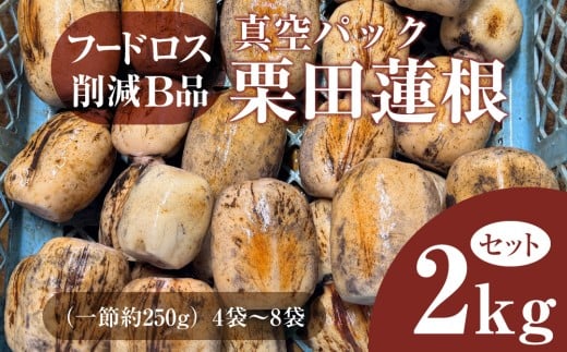 フードロス削減B品　真空パック栗田蓮根２キロセット