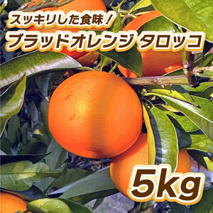 【2027年2月中旬頃から順次発送】ブラッドオレンジ　タロッコ 5kg  柑橘 果物 フルーツ オレンジ みかん 松山市 愛媛県 【TF003_x】