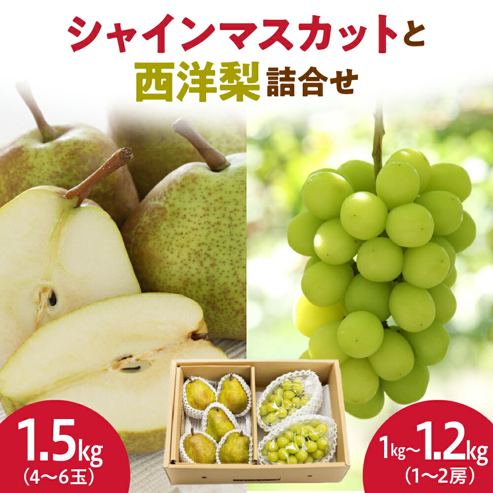 【ふるさと納税】シャインマスカット と 西洋梨 詰合せ 2.5kg 令和8年産 先行予約 2026年 ぶどう 種なし 梨 人気 おすすめ フルーツ 果物 くだもの 山形 お取り寄せ 産地直送 送料無料 【 山形県 天童市 】