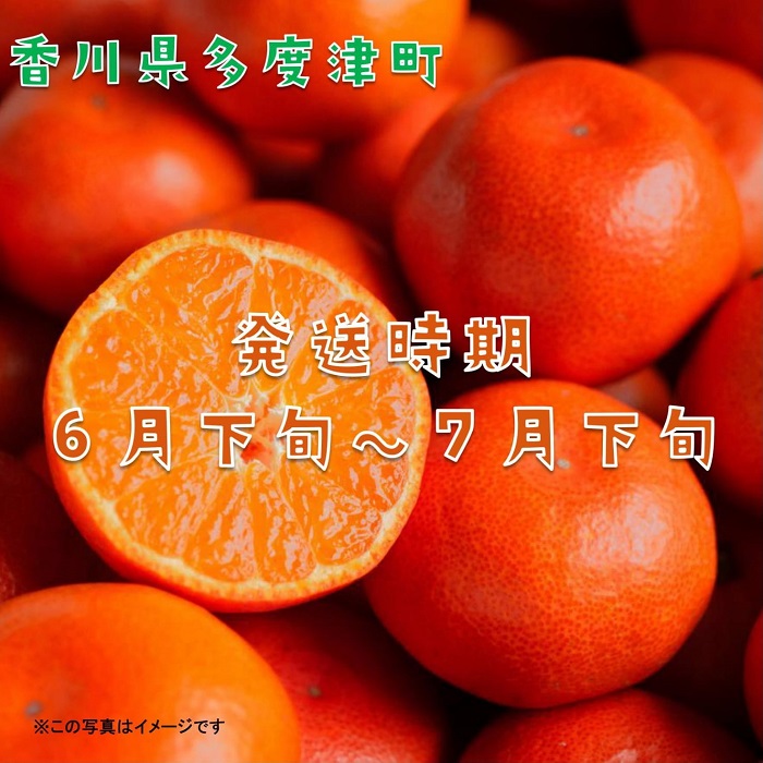 『小原紅早生ハウスみかん』約2kg【予約受付中!令和7年6月下旬より発送!】【B-26】