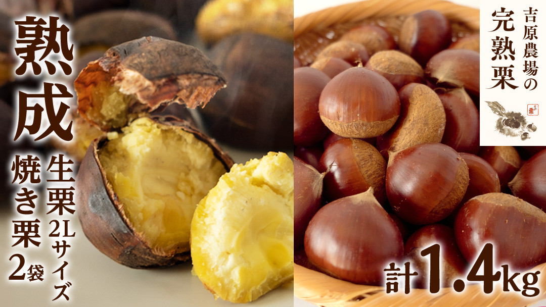 
            【 吉原農場 の 完熟栗 】 熟成 生栗 1kg 2Lサイズ  ・ 焼き栗 2袋 セット 令和7年産 完熟 栗 くり クリ 栗ごはん 贈答 ギフト 果物 フルーツ 数量限定 旬  秋 冬 正月 おせち [CX007ci]
          