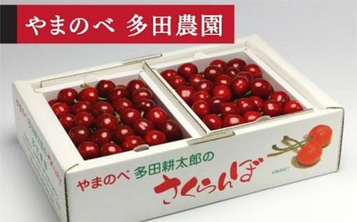 《2026年先行予約》【山形美人】バラ詰 L～2L 500g×2【やまのべ多田耕太郎のさくらんぼ 多田農園】期間限定 数量限定 F4A-0032