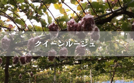 【2026年先行予約】ぶどう 3色セット(シャインマスカット/ナガノパープル/クイーンルージュ®) 約1.5kg｜ ぶどう
