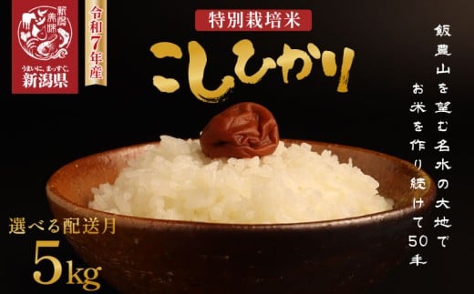 【2026年1月発送】 令和7年産 特別栽培米コシヒカリ 5kg 新米 先行予約 減農薬 特栽米 新潟県産コシヒカリ 新潟米 新発田産 新潟 米 させ農園 新潟県 新発田市 sase001_202601