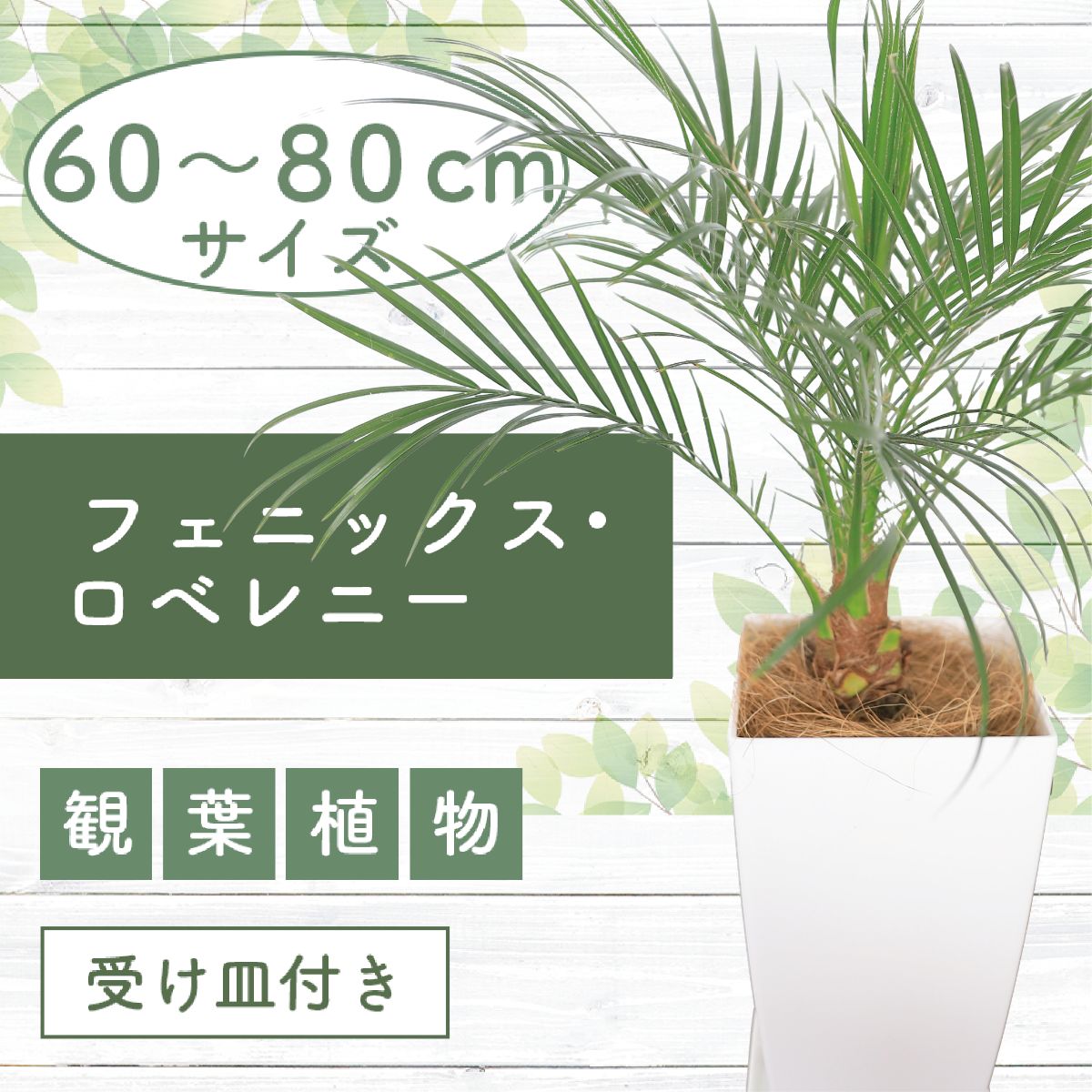 【ふるさと納税】＜先行予約受付中！2025年6月中旬以降順次発送＞フェニックス・ロベレニー60cm〜80cm 南国鹿児島県で育った 観葉植物！植物 鉢付 インテリア 室内 オフィス おしゃれ プレゼント ギフト 開店祝い 移転祝い ※北海道・沖縄・離島配送不可※【GreenBase】