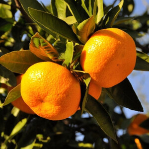 【訳あり】和歌山下津みかん10kgご家庭用向け(サイズ混合) (日高町)【1217623】