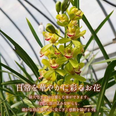 ふるさと納税 小松島市 洋蘭 シンビジウム 8 ~ 10本 蘭 ラン 洋ラン 花 お花 徳島県 小松島市 |  | 01