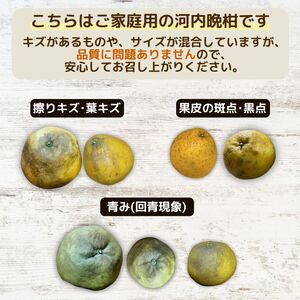 【10営業日以内発送】 【訳あり】 河内晩柑 9kg + 傷み保証 約1kg 計10kg 愛南ゴールド みかん フルーツ 愛媛 愛南 吉本農園