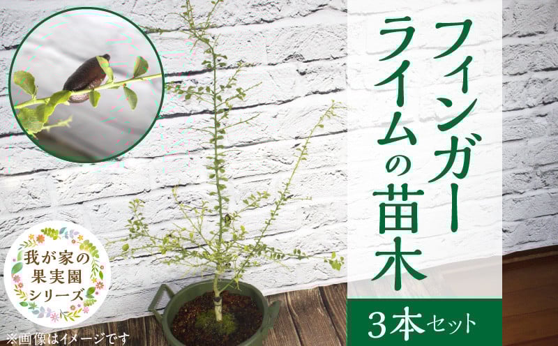 
チーム田主丸【フィンガーライム苗木3本セット】_Hf038
