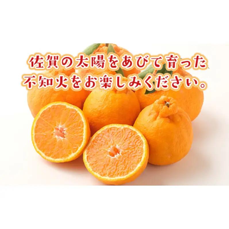 不知火 しらぬい 約3kg 柑橘 みかん ジュース ゼリー シャーベット 果物 フルーツ デザート ※配送不可:離島