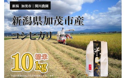 【令和8年産新米先行予約】加茂市産コシヒカリ 精米10kg（10kg×1袋）《9月下旬～順次出荷》 こしひかり 新潟産 米  お米 白米  加茂市 関川農園