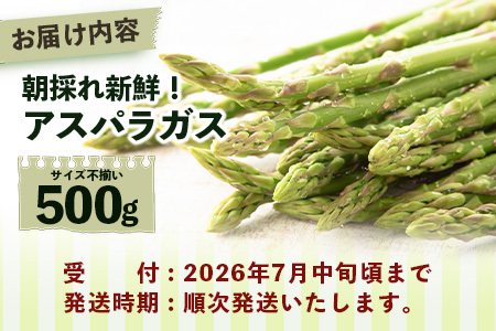 新鮮朝獲れ！！鹿島市産 アスパラガス 合計500g 【美味しい野菜で彩を】アスパラ 野菜 やさい 九州 国産 佐賀　6601611