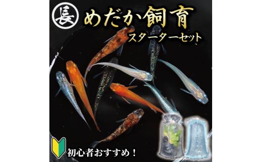 129-1 魚介 魚類 魚 めだか 飼育 スターター セット 初心者 おすすめ 水槽 インテリア 生物 鑑賞 美 静岡県 牧之原市 丸長