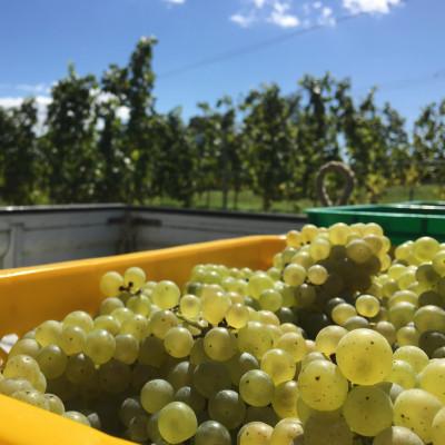 ふるさと納税 那須塩原市 那須塩原産ワイン『イタムローニュ　シャルドネ&ソーヴィニヨンブラン』750ml |  | 01