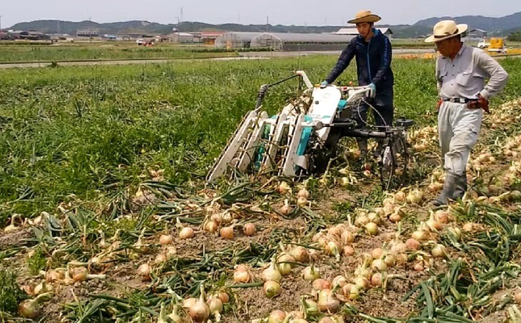 新玉ねぎ（淡路玉三郎）5kg