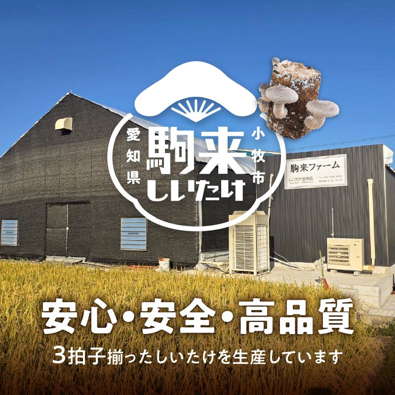 駒来ファームの 極上・肉厚 生しいたけ[極上 肉厚 生しいたけ 生シイタケ 生椎茸 安心 安全 国産 採れたて 新鮮 きのこ 野菜]