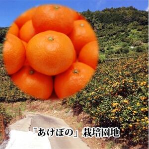 やまご農園 高糖度みかん!「あけぼの」【C39-11】【配送不可地域：離島】【1491797】