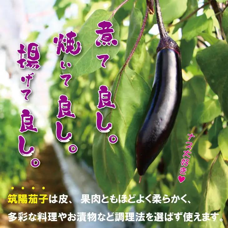 小城市産 筑陽ナス 4kg 朝採れ 新鮮 ハウス栽培 茄子　A095-021