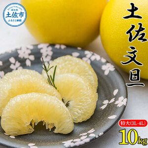 【先行予約】土佐文旦 特大(3L?4L)サイズ 約10kg 〈2027年2月〜発送〉高知県 土佐市【株式会社種田農園】 [BQBW006]