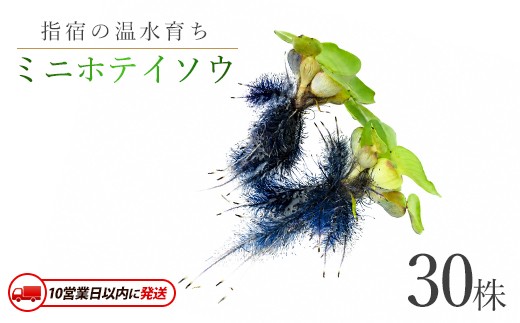 
                  【10営業日以内に発送】【温水育ち】ミニホテイソウ 30株(otofarm/IB148-008) ※北海道・沖縄・離島配送不可※  ホテイ草 水草 ミニ メダカ 飼育 ペット 生き物 魚 初心者 水槽 アクアリウム
                