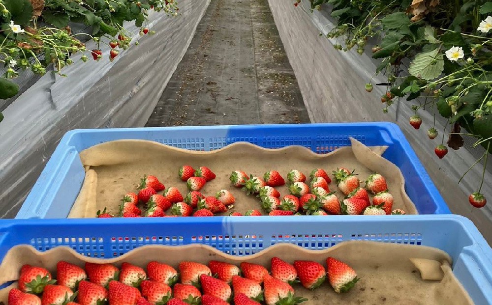 【先行受付 令和8年1月下旬より発送開始】期間限定 特選いちご(いちごさん) 250g×2パック【苺 イチゴ ブランドいちご 朝採れ デザート スイーツ フルーツ 誕生日ケーキ バレンタイン】(H10