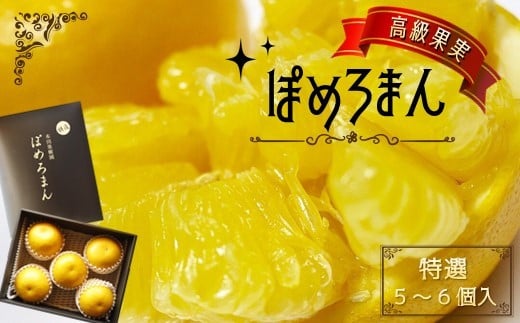 【数量限定】 高級果実 ぽめろまん 5～6個入り（ 化粧箱 ） | 特選 フルーツ 果物 くだもの 柑橘 柑橘類 ミカン みかん 熊本県 玉名市