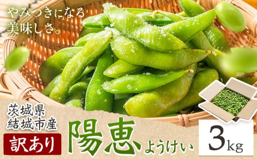 枝豆 えだまめ 訳あり 陽恵（茶豆味）3kg 有限会社大嶋農園 《6月中旬-7月上旬頃出荷予定》 えだまめ 野菜 国産 甘み 香り 濃厚 つまみ ビールのおつまみ ビールのつまみ ご家庭用【配送不可地域あり】(離島)