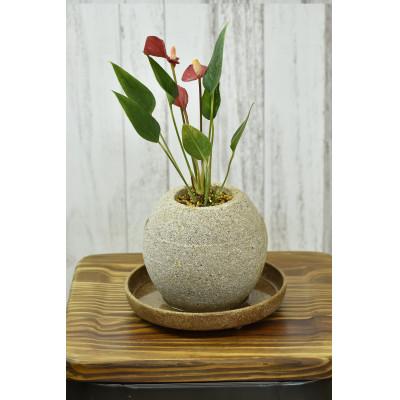 ふるさと納税 知立市 アクアプラントポット　玉M - アンスリウム　全長30〜40cm