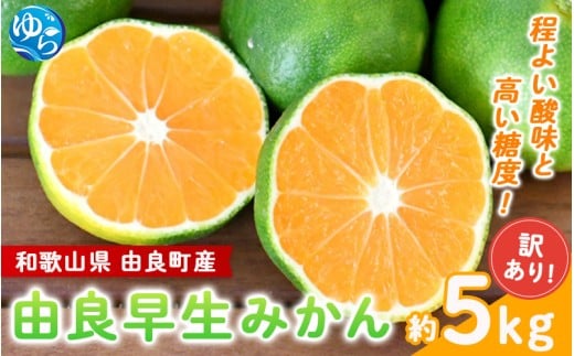 【2026年秋・先行予約】訳あり 由良早生 みかん 約5kg / 和歌山 わけあり キズ 家庭用 サイズ混合 由良 ※2026年10月上旬～10月下旬頃に順次発送【sml135】